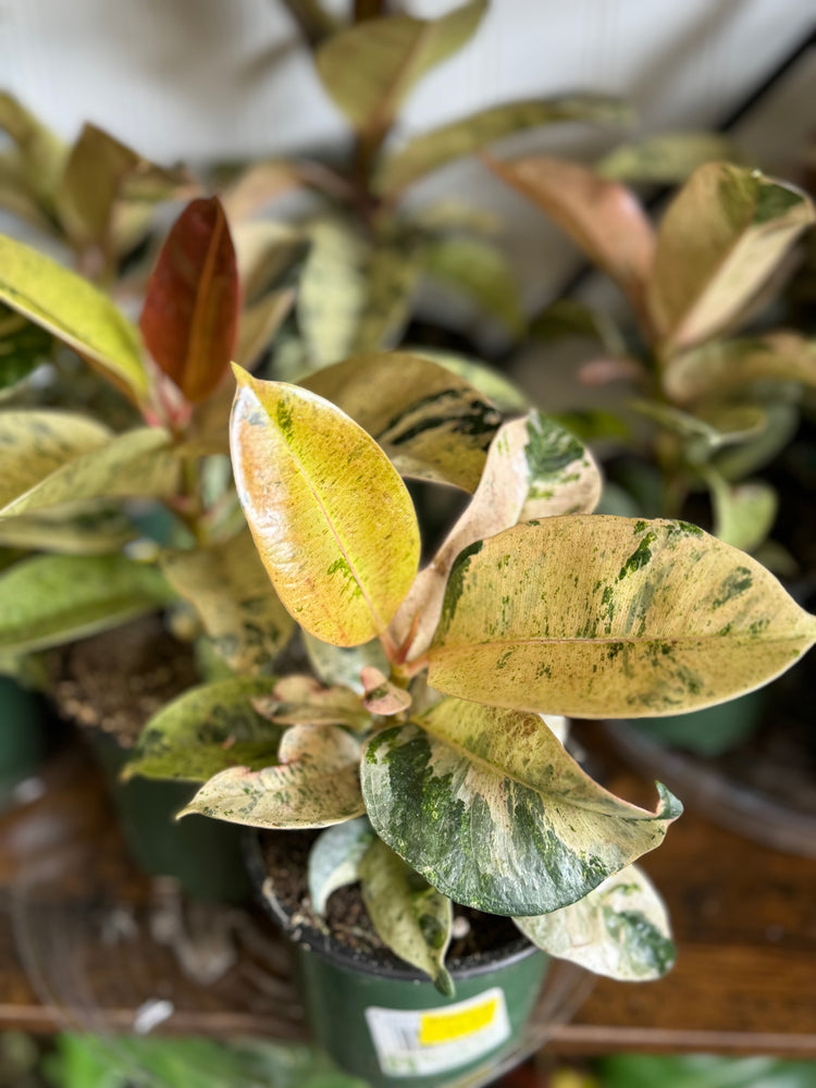 Ficus Shivereana 4 inch