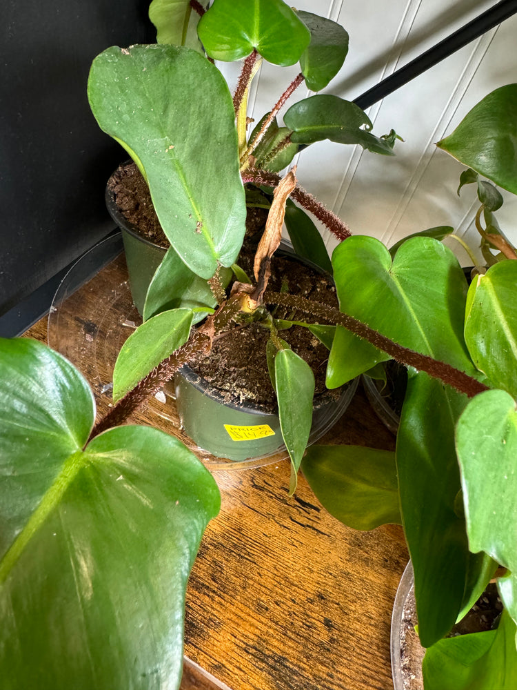 Philodendron Squamiferum 4 inch