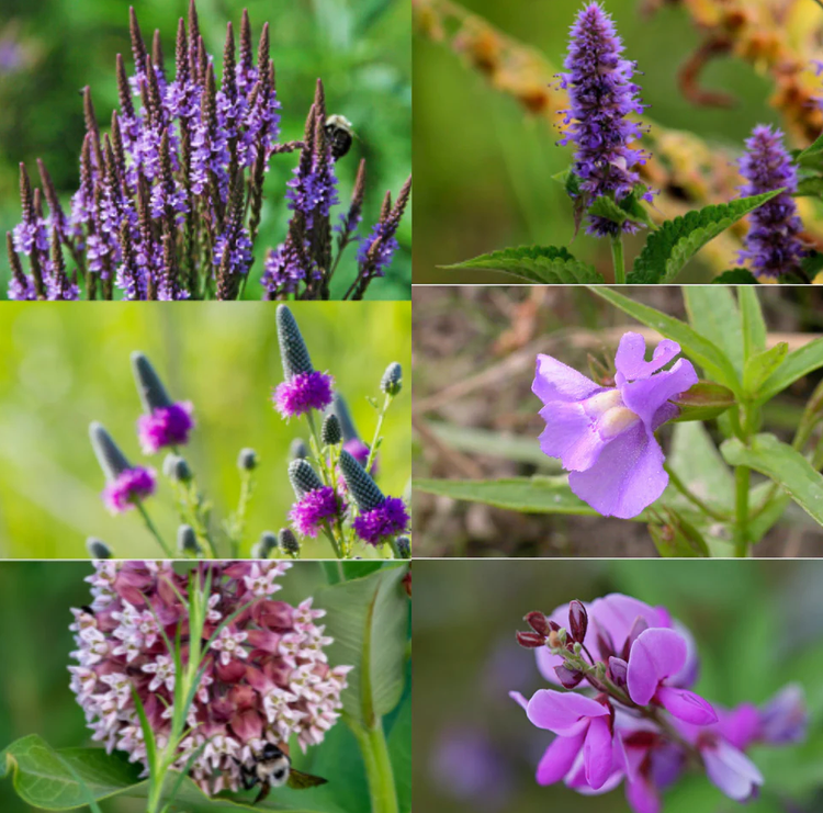 Alberta-Ontario Native: Butterfly Garden Seed Bombs: Small (4 seed bombs per bag)